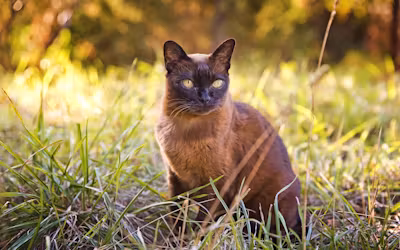 Burmese.avif