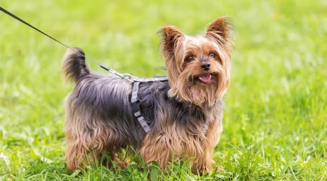 Yorkshireterrier.avif