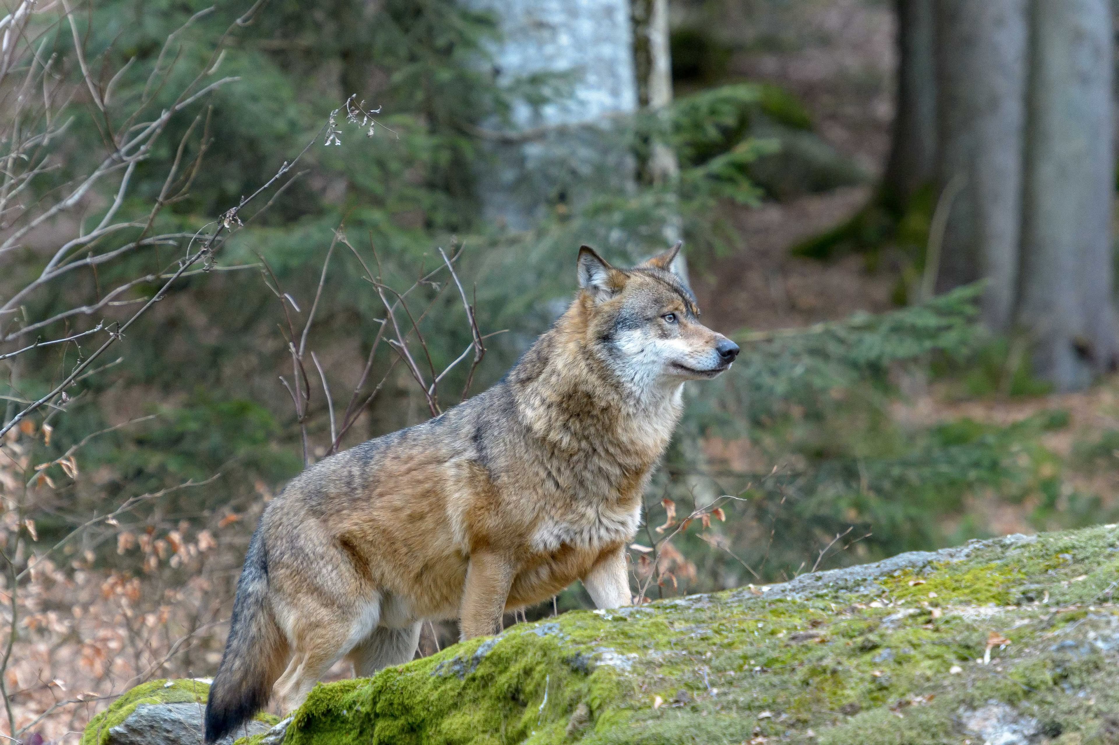 loup sauvage dans une forêt sur un rocher moussu