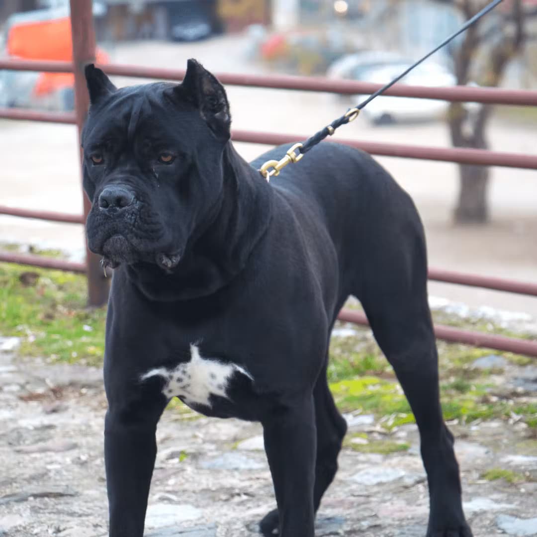 chien noir dangereux tenu en laisse