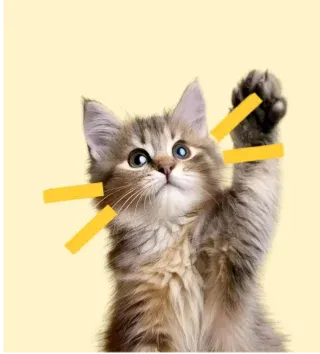 Un chat avec une patte levée sur un arrière-plan jaune pastel