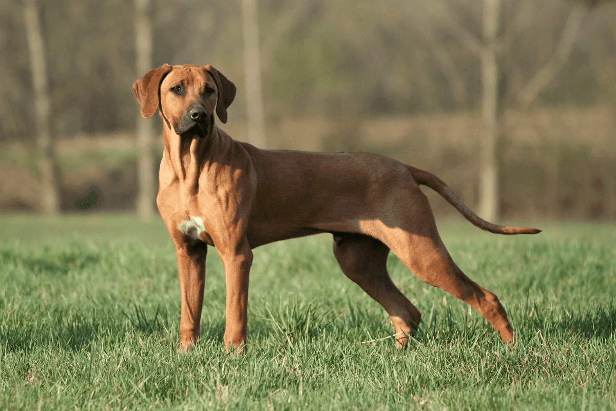 rhodesian ridgeback.png