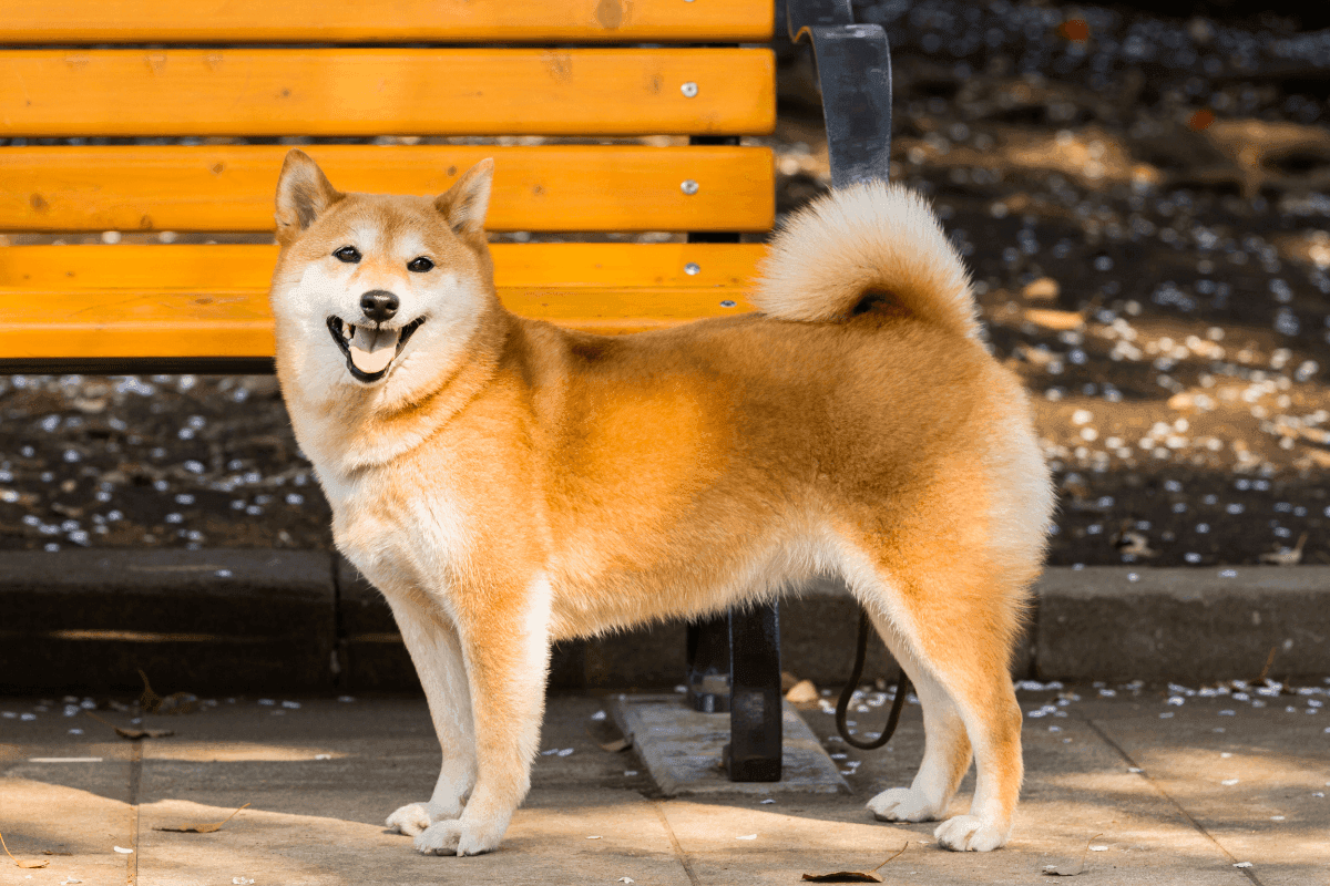 shibainu.png