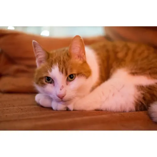 Chat Virginie (1080 x 1080 px).webp