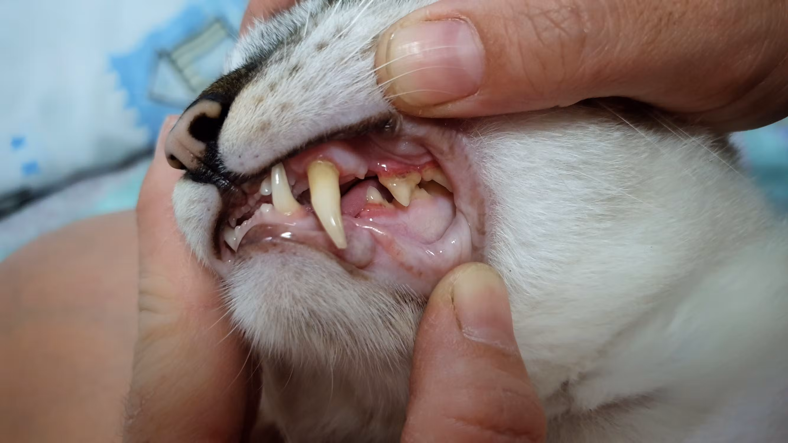 Gros plan sur la bouche d'un chat, montrant les dents et les gencives, avec des mains humaines tenant la mâchoire ouverte.
