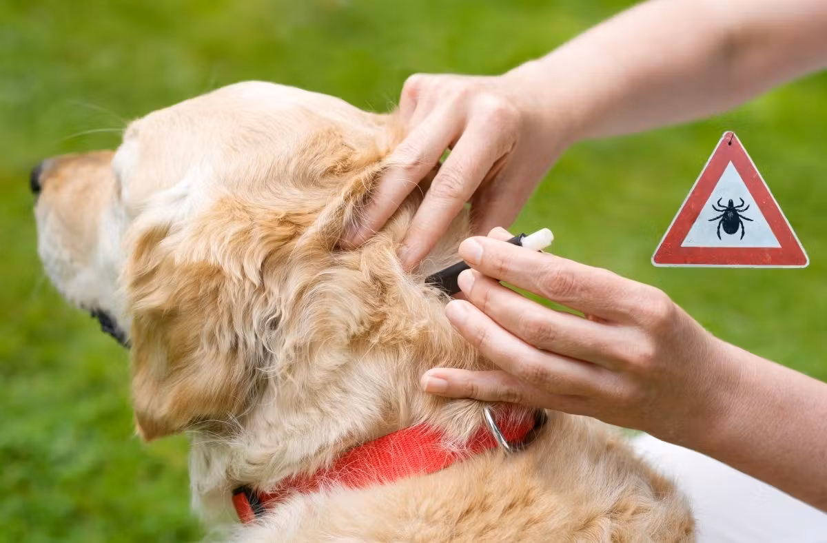 Un chien de race Labrador à collier rouge se fait retirer une tique à l'aide d'un outil spécialisé, avec un panneau de signalisation en arrière-plan indiquant un danger lié aux tiques.